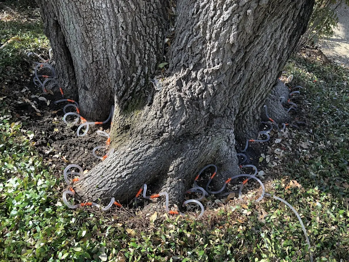 Detailed Tree Cabling and Bracing job site in Mullinville