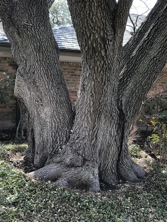 Mature heritage tree close to a Mullinville property cared for by certified arborists
